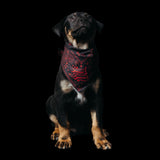 Freak on a Leash x Ashton Michael Bandana (3-Pack)