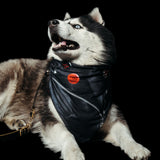 Freak on a Leash x Ashton Michael Bandana (3-Pack)