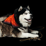 Freak on a Leash x Ashton Michael Bandana (3-Pack)