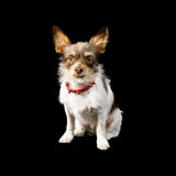 Crimson Leather Spike Collar