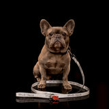 Reflective Logo Leash