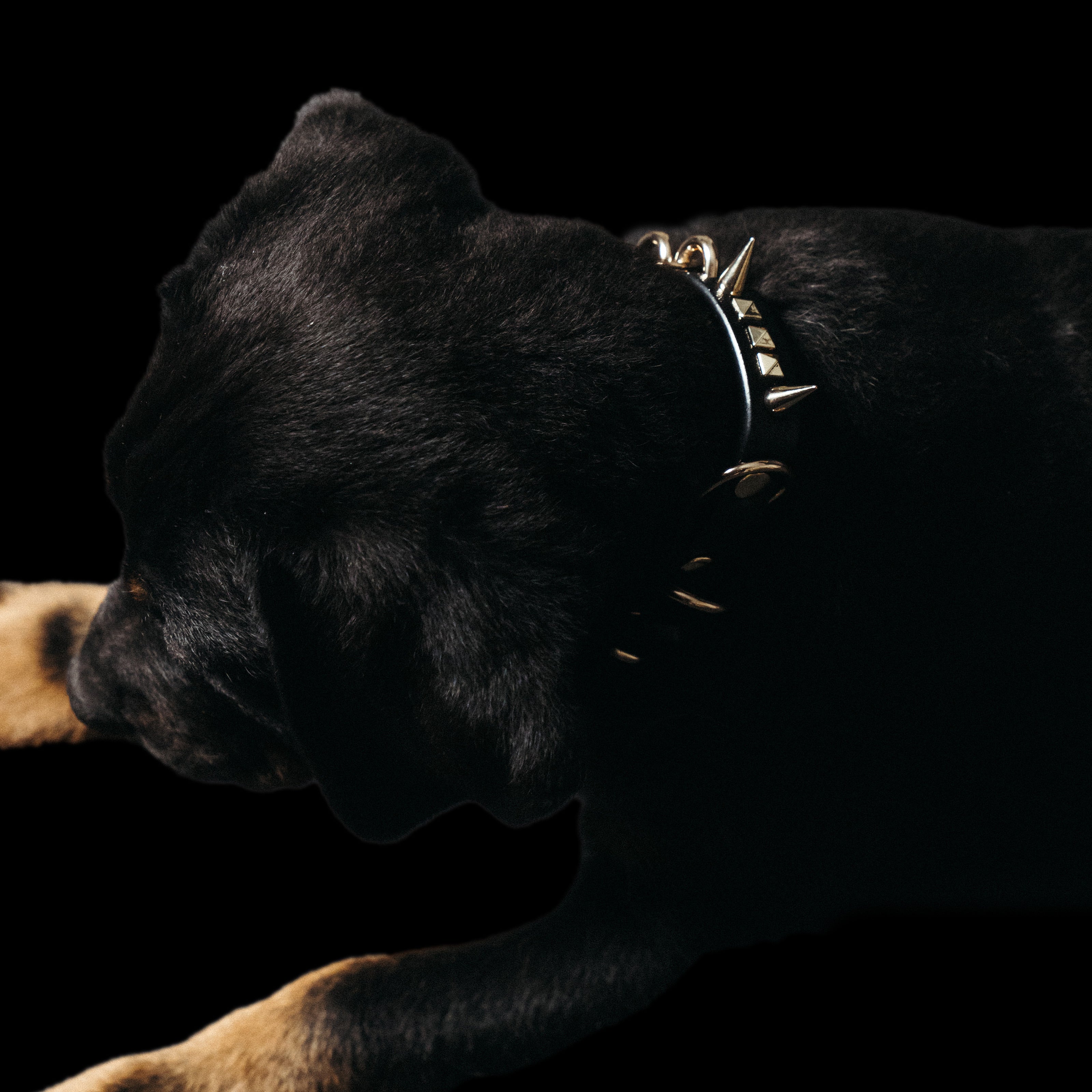 Black dog wearing a Freak On A Leash leather spike collar