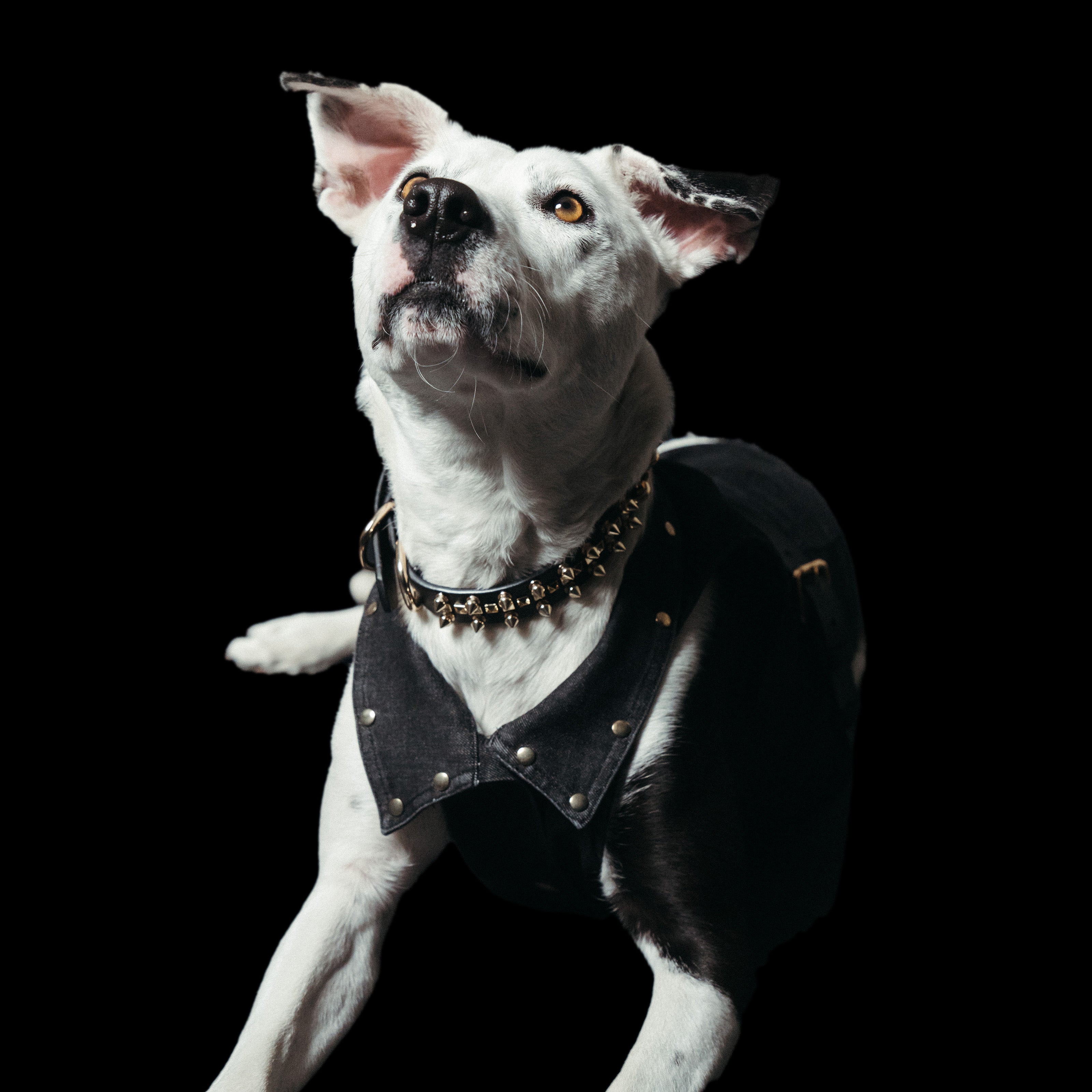 Freak On a Leash spike dog collar worn by a white pit bull in a black denim vest