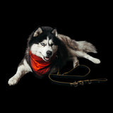 Freak on a Leash x Ashton Michael Black and Gold Leather Leash