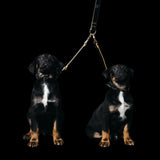 Freak on a Leash x Ashton Michael Black and Gold Leather Leash