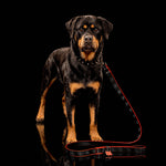 Dog pictured is wearing a size large spike collar