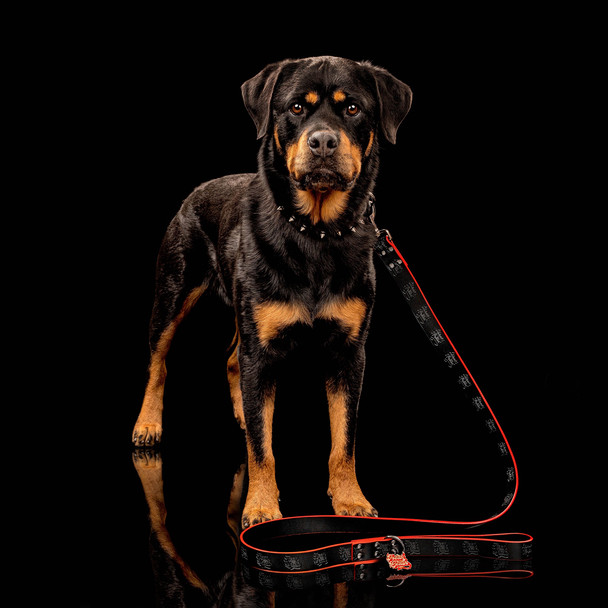Dog pictured is wearing a size large spike collar