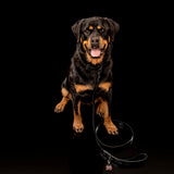 Leather Logo Leash
